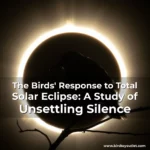 Artistic representation for The Birds' Response to Total Solar Eclipse: A Study of Unsettling Silence
